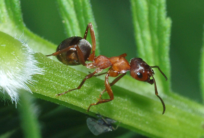 Formica sp.